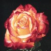 تابلو فرش دستبافت طرح یک شاخه گل رز کد 901382