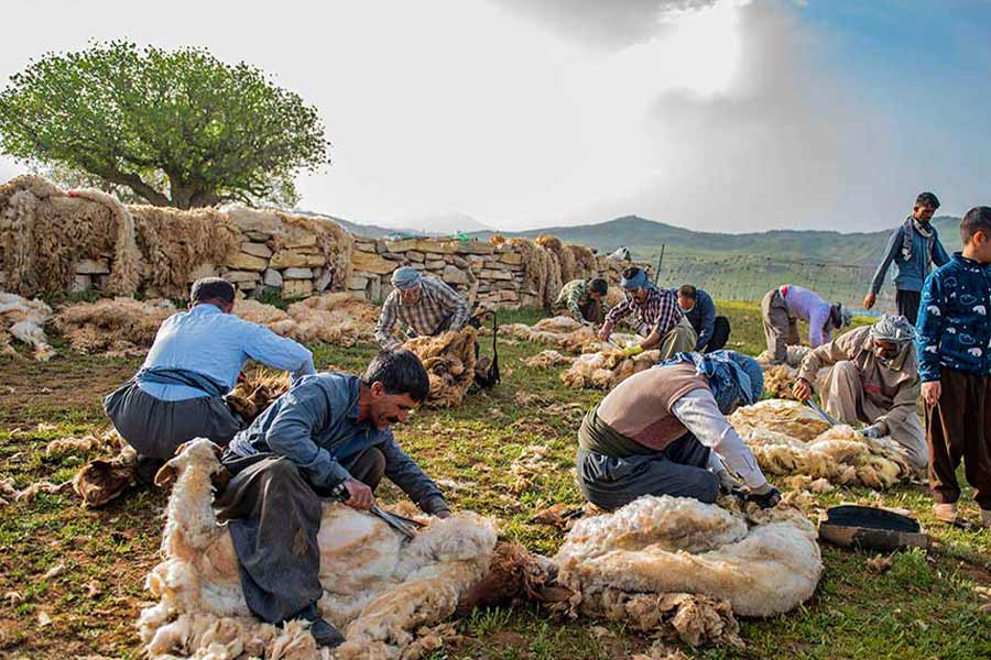 فرش کردی