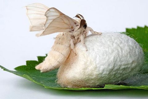 نوغان داری